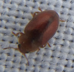 Coccidula rufa