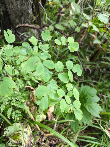 Thalictrum sachalinense iNat (3)