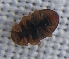 Coccidula rufa