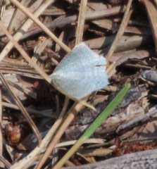 Orthoclydon praefectata