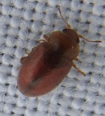 Coccidula rufa