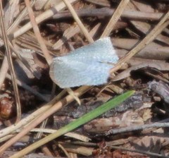 Orthoclydon praefectata