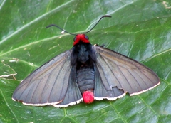 Pyrrhopyge charybdis
