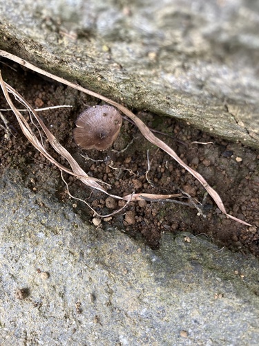 Psathyrella bipellis