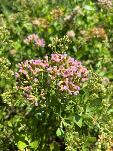 Pluchea indica observed 2025-09-20
