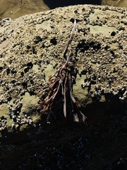 Jellyella tuberculata