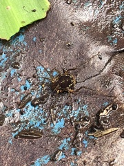 Erginulus subserialis