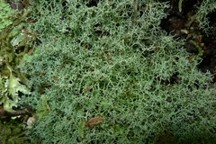 Leifidium tenerum