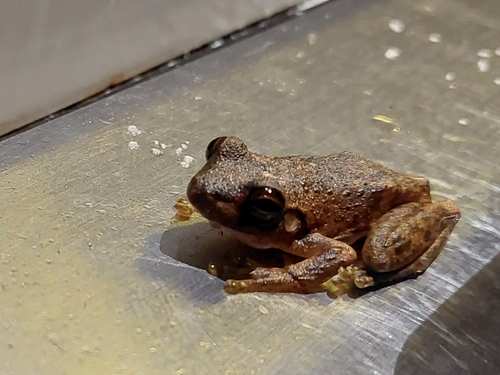 Western Laughing Tree Frog