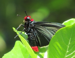 Pyrrhopyge charybdis