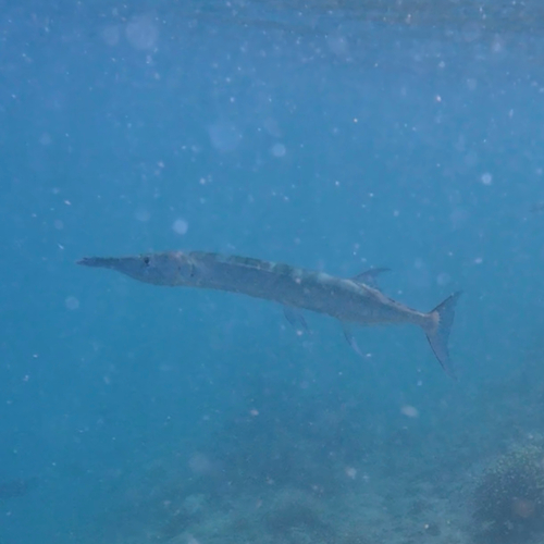 Spongyjaw Longtom — seen at this dive site