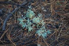 Lupinus hyacinthinus