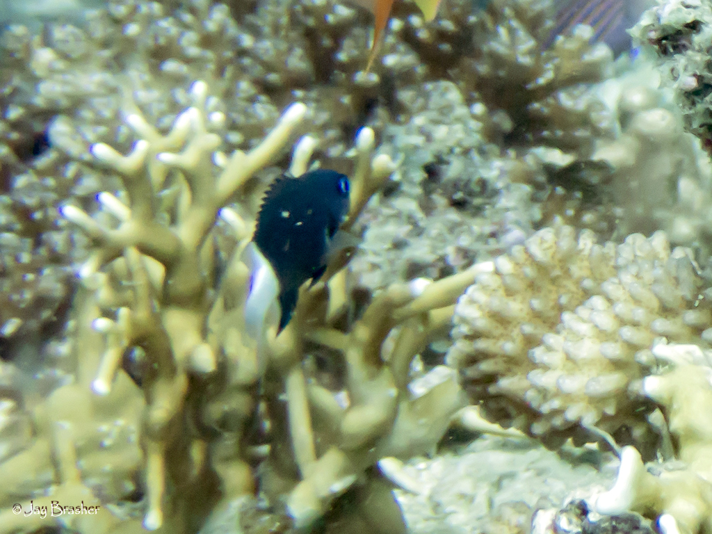 Bicolor Chromis