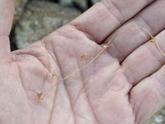 Eucrypta chrysanthemifolia bipinnatifida