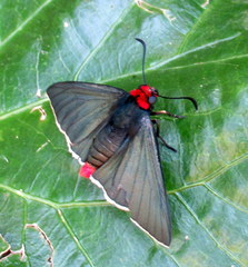 Pyrrhopyge charybdis