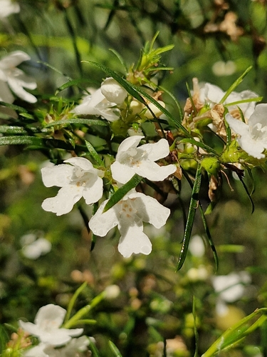 long-leaved westringia (Westringia longifolia)