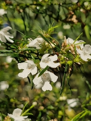 (c) ronavery, some rights reserved (CC BY) Westringia longifolia, photograph (c) ronavery, some rights reserved (CC BY)