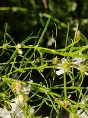 (c) ronavery, some rights reserved (CC BY) Westringia longifolia, photograph (c) ronavery, some rights reserved (CC BY)