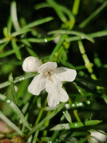 Westringia longifolia, photograph 5