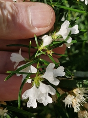 Westringia longifolia, photograph (c) ronavery, some rights reserved (CC BY)