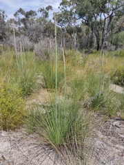 (c) Tony van Kampen, some rights reserved (CC BY) Xanthorrhoea fulva, photograph (c) Tony van Kampen, some rights reserved (CC BY)