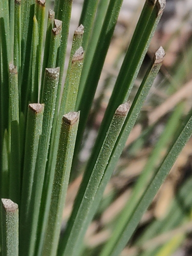 Xanthorrhoea fulva, photograph 4