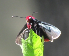 Pyrrhopyge charybdis