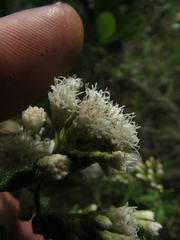 Chromolaena bullata