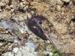 Australopacifica spectabilis