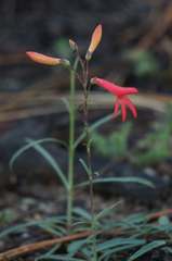 Penstemon labrosus