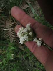 Chromolaena bullata