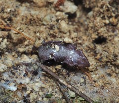 Australopacifica spectabilis