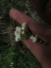 Chromolaena bullata