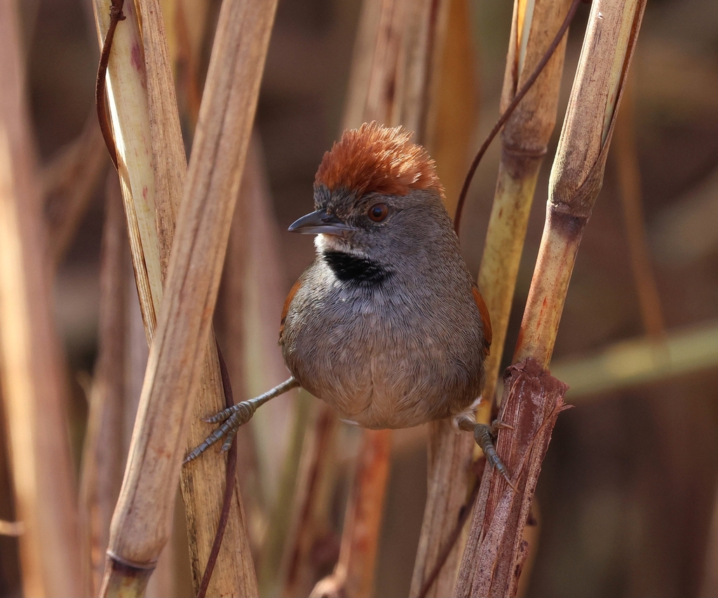 Cinereous-breasted Spinetail