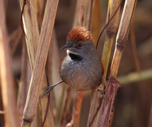 Cinereous-breasted Spinetail