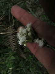 Chromolaena bullata