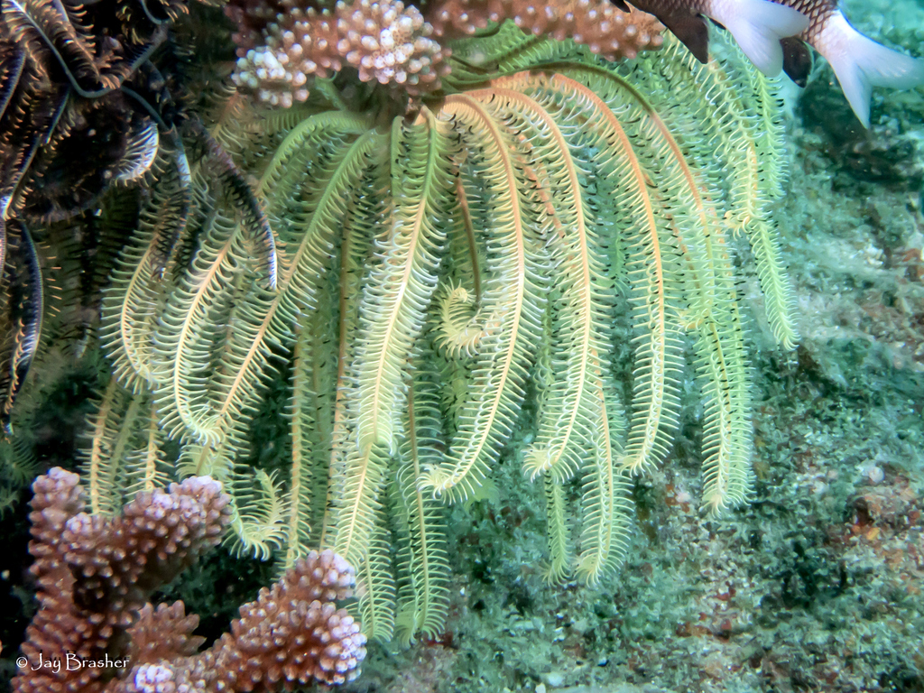 Bennett's Bushy Feather Star