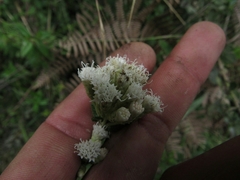 Chromolaena bullata