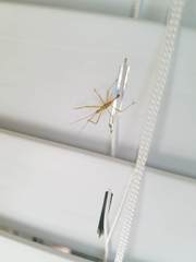 Zelus cervicalis
