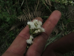Chromolaena bullata