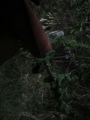 Chromolaena bullata