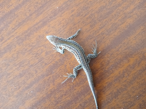 Bibron's Whiptail, Contomastix lacertoides