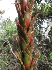 Tillandsia pastensis