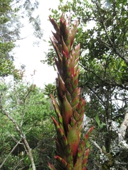 Tillandsia pastensis
