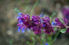 Salvia pachyphylla