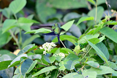 Cynanthus forficatus