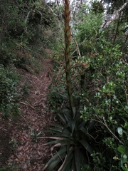 Tillandsia pastensis