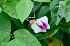 Coereba flaveola caboti