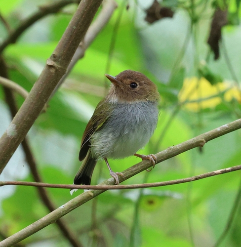 Fork-tailed Tody-tyrant