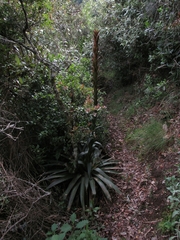 Tillandsia pastensis
